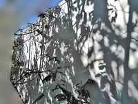 いすゞフォワード冷凍車（冷蔵車）中型（4t）[写真05]