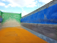 日野プロフィアダンプ大型（10t）[写真15]