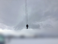 いすゞエルフ穴掘建柱車小型（2t・3t）[写真08]