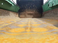 日野プロフィアダンプ大型（10t）[写真06]