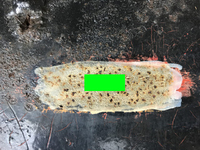 その他のメーカーその他の車種平床式トレーラー大型（10t）[写真32]