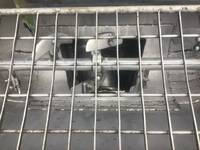 三菱ふそうスーパーグレートコンクリートポンプ車大型（10t）[写真18]