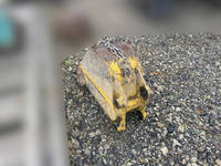 コマツミニユンボ（ミニバックホー）[写真10]