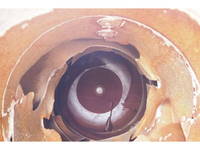 いすゞフォワードミキサー車（コンクリートミキサー）増トン（6t・8t）[写真21]