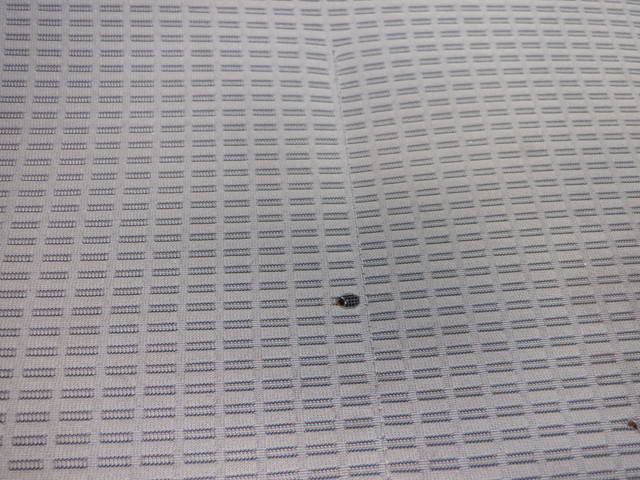 トヨタその他の車種平ボディ小型（2t・3t）[写真34]