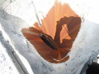 いすゞエルフミキサー車（コンクリートミキサー）小型（2t・3t）[写真32]