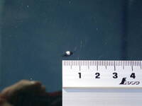 日野デュトロセーフティローダー小型（2t・3t）[写真39]