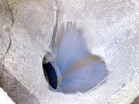 いすゞエルフミキサー車（コンクリートミキサー）小型（2t・3t）[写真07]