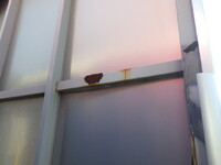 日野レンジャーアルミウイング中型（4t）[写真17]