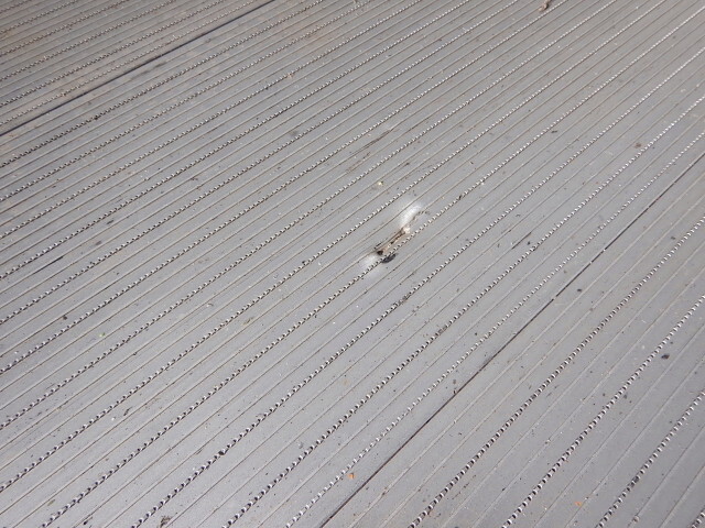 いすゞフォワード冷凍車（冷蔵車）増トン（6t・8t）[写真31]