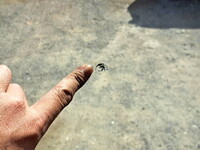 日野プロフィア冷凍車（冷蔵車）大型（10t）[写真38]