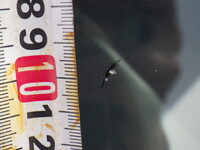 日野プロフィアトレーラーヘッド（トラクターヘッド）大型（10t）[写真38]