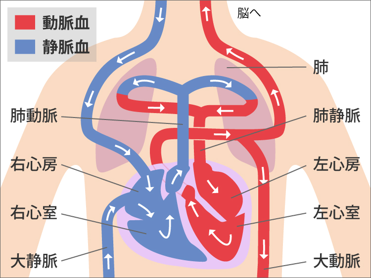 血液の循環